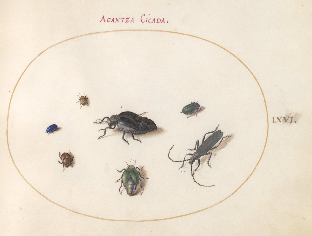 Plate 66: To oljebiller, en langhornsbille og fire andre insekter av Joris Hoefnagel