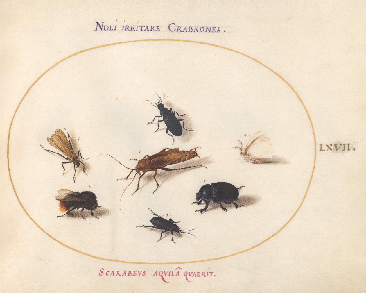 Plate 67: Syv insekter, inkludert en hvit sommerfugl og en bie av Joris Hoefnagel