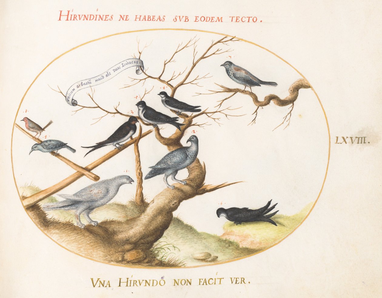 Plate 68: En rype, svaler og andre fugler av Joris Hoefnagel
