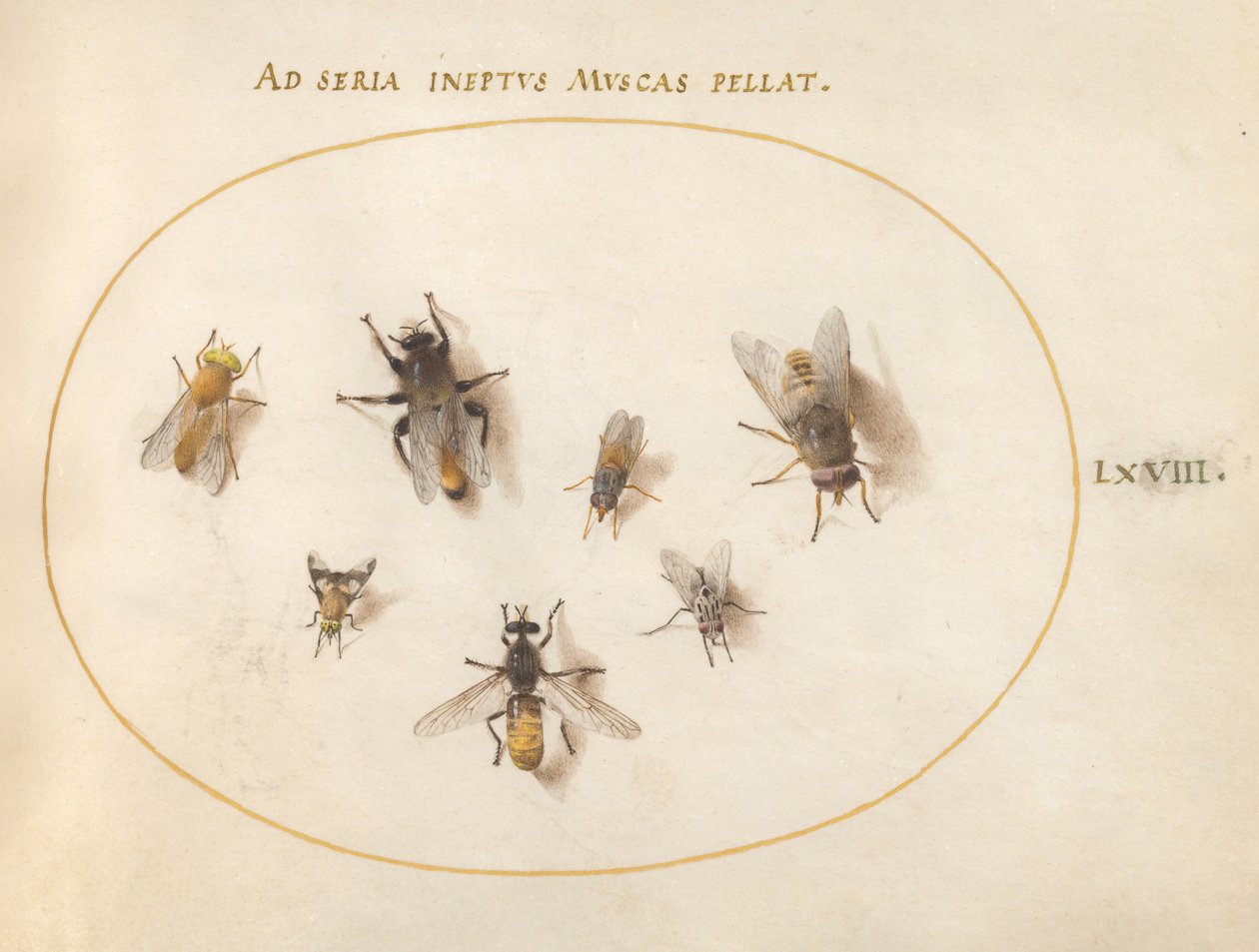 Plate 68: Seven Bees and Flies   1224119   no       norwegian Successfully Translated  Original: Second national industrial exhibition at Ueno Park Translat: Second national industrial exhibition at Ueno Park 1416630 no norwegian Successfully Translated Or av Joris Hoefnagel