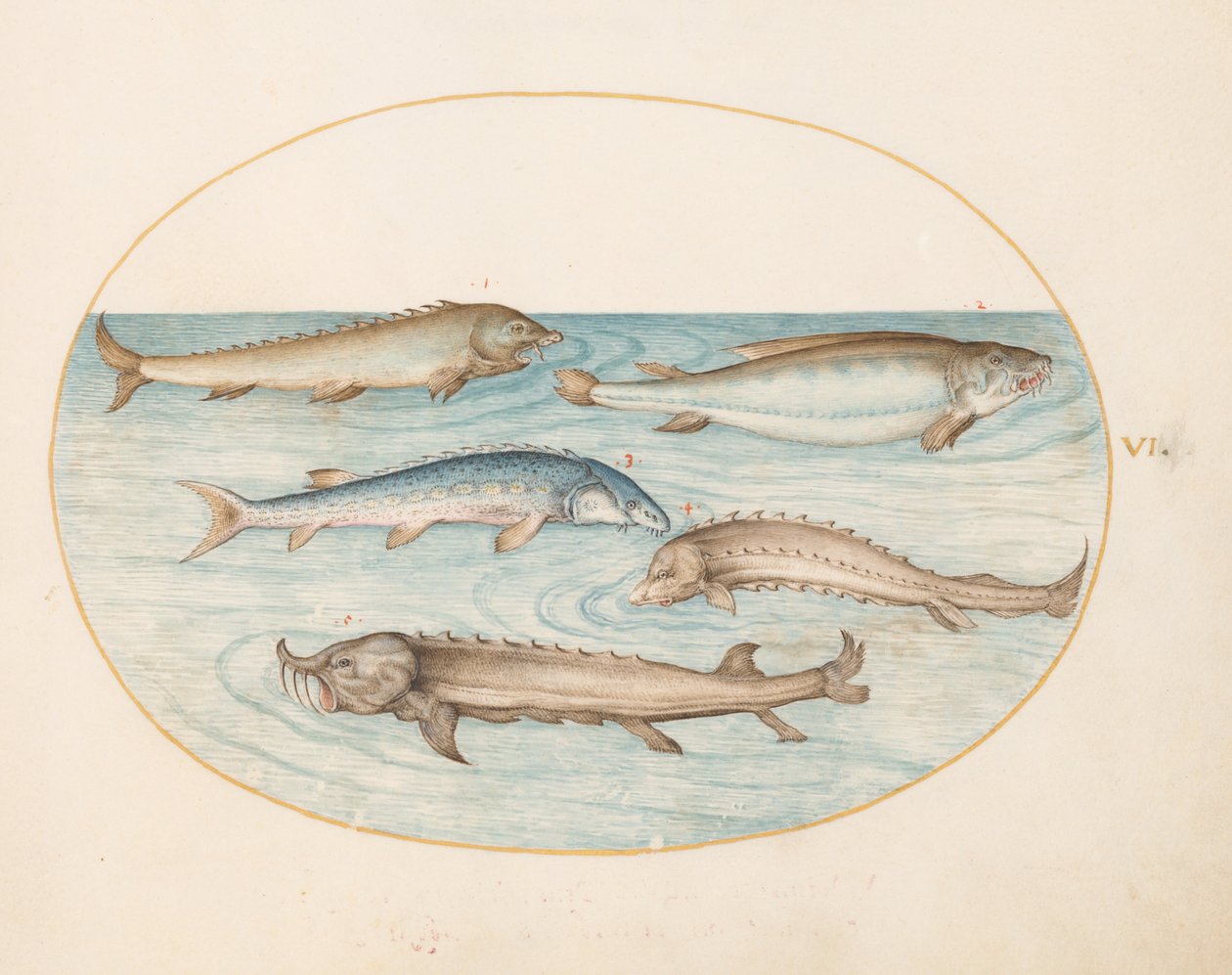 Plate 6: Fem steinbiter og stør(?) av Joris Hoefnagel