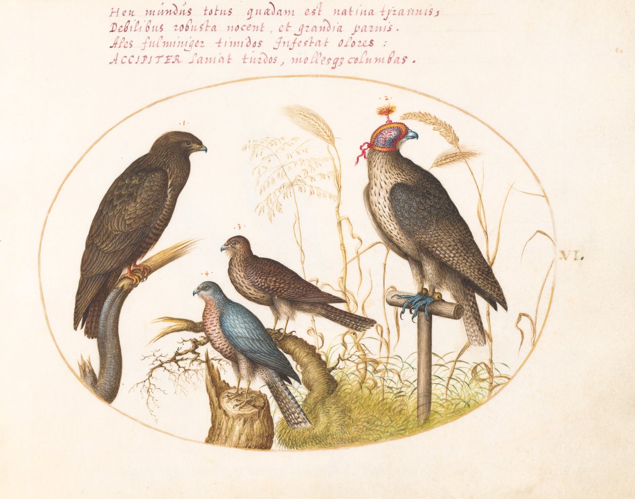 Plate 6: Fire rovfugler, inkludert en spurvehauk(?) av Joris Hoefnagel
