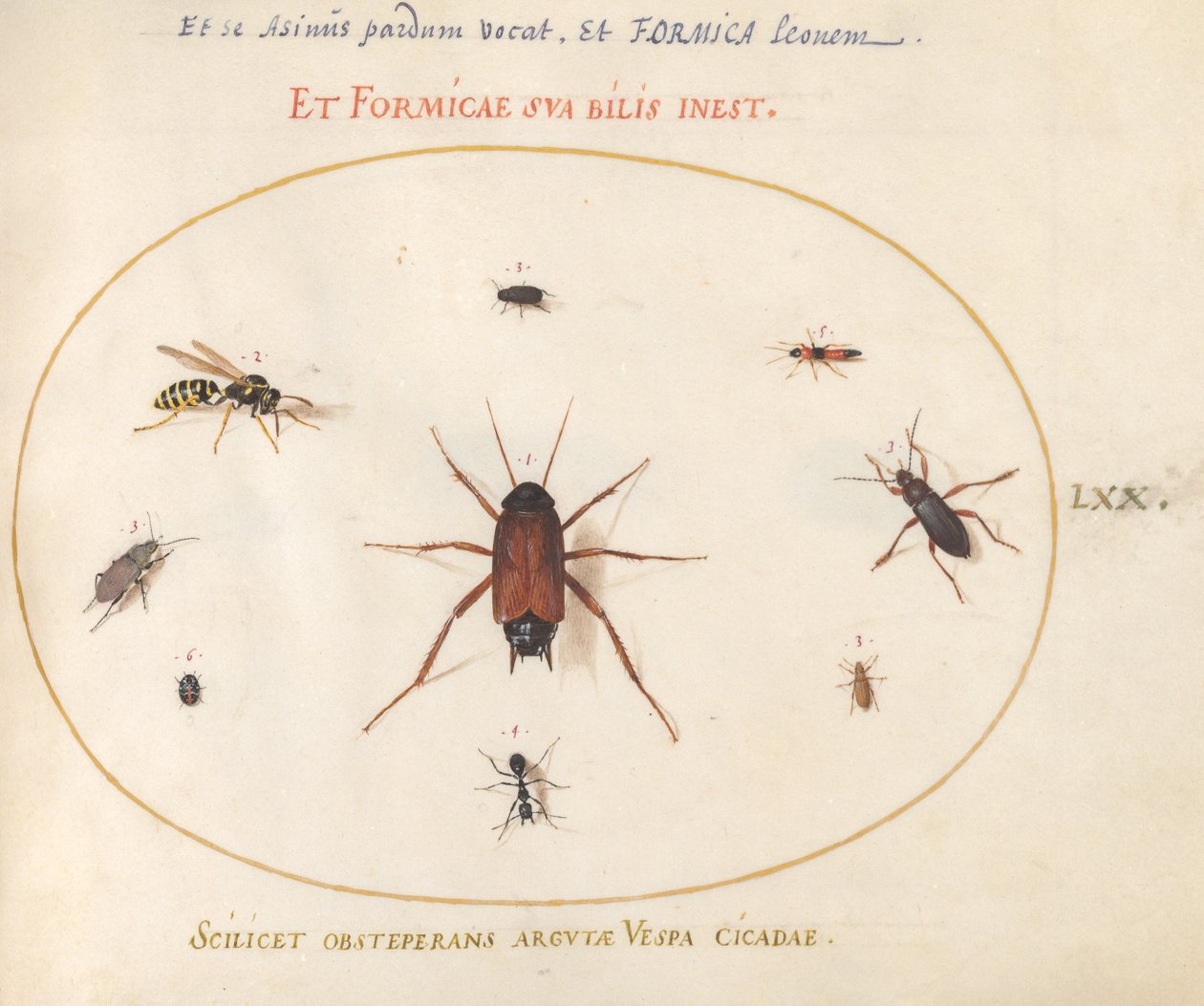 Plate 70: En mort omgitt av insekter av Joris Hoefnagel