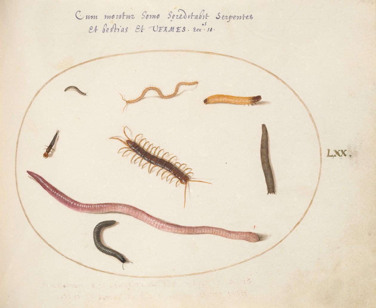 Plate 70: Orm, tusenbein, tusenbein og andre lange skapninger av Joris Hoefnagel