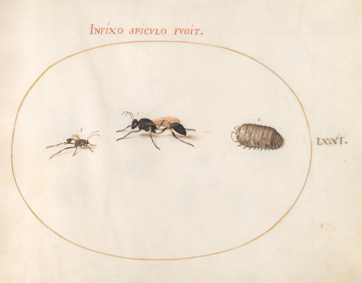 Tallerken 71: To veps og en pillebug av Joris Hoefnagel
