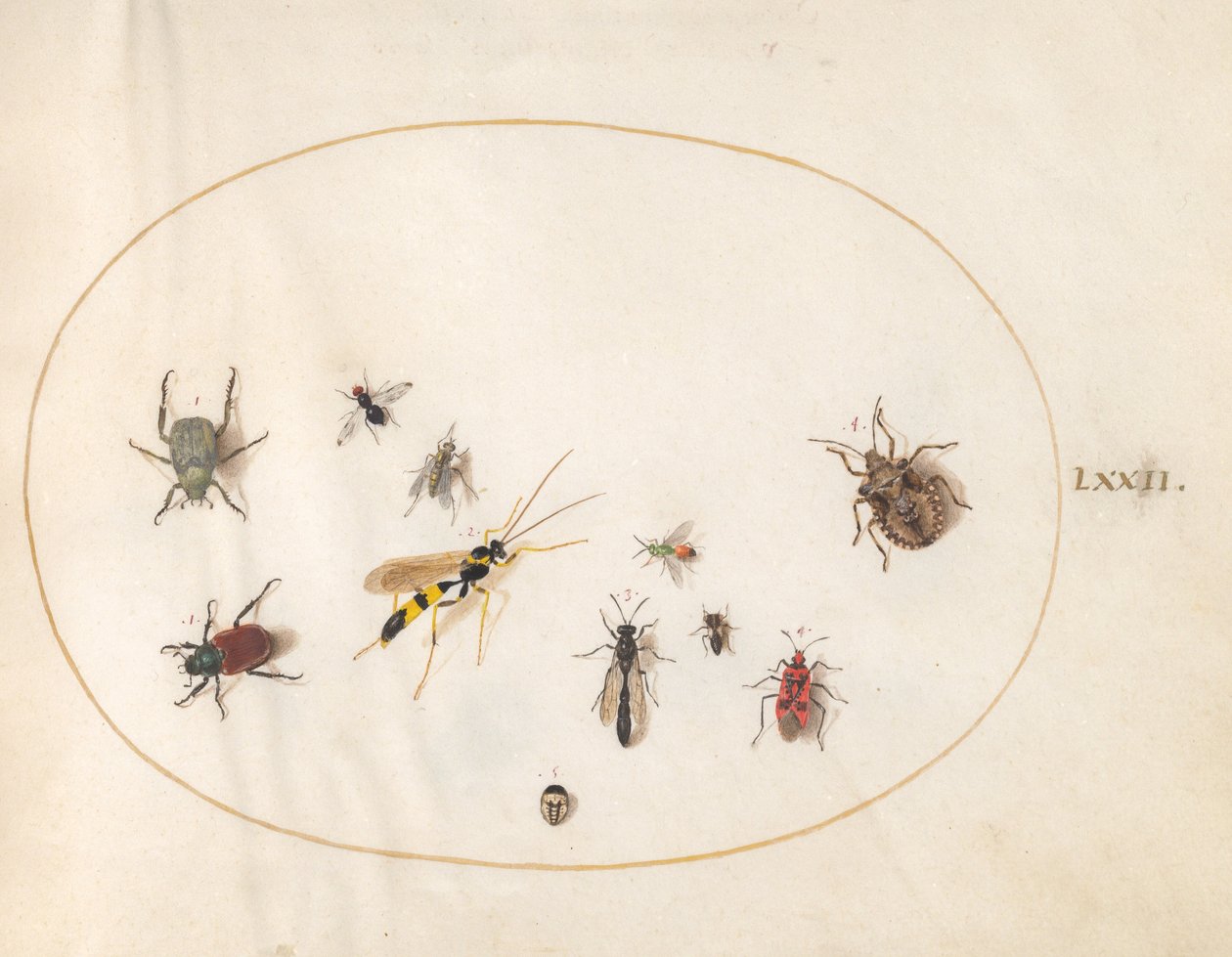 Plate 72: Skjoldbug, kanelbug, veps og andre insekter av Joris Hoefnagel