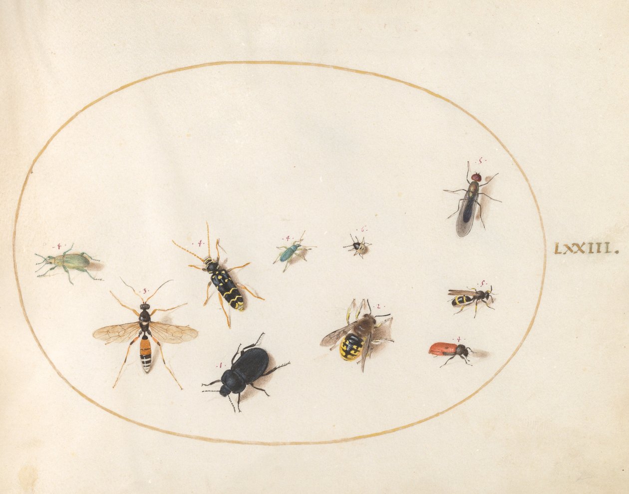 Plate 73: Ti insekter av Joris Hoefnagel