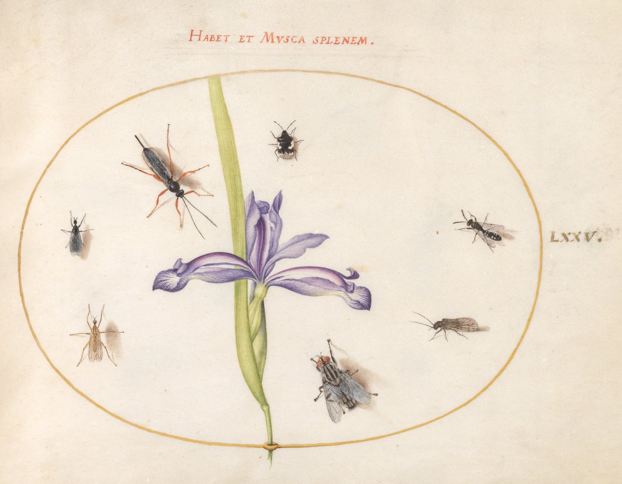 Plate 75: En flue og andre insekter med en iris av Joris Hoefnagel