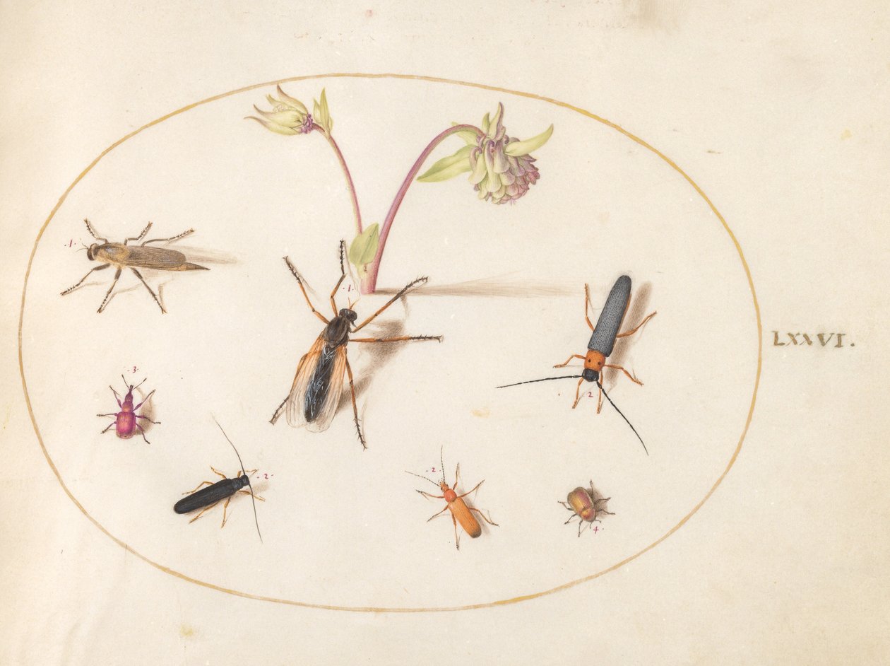 Tallerken 76: Insekter med rosa og kremfarget akeeleie av Joris Hoefnagel