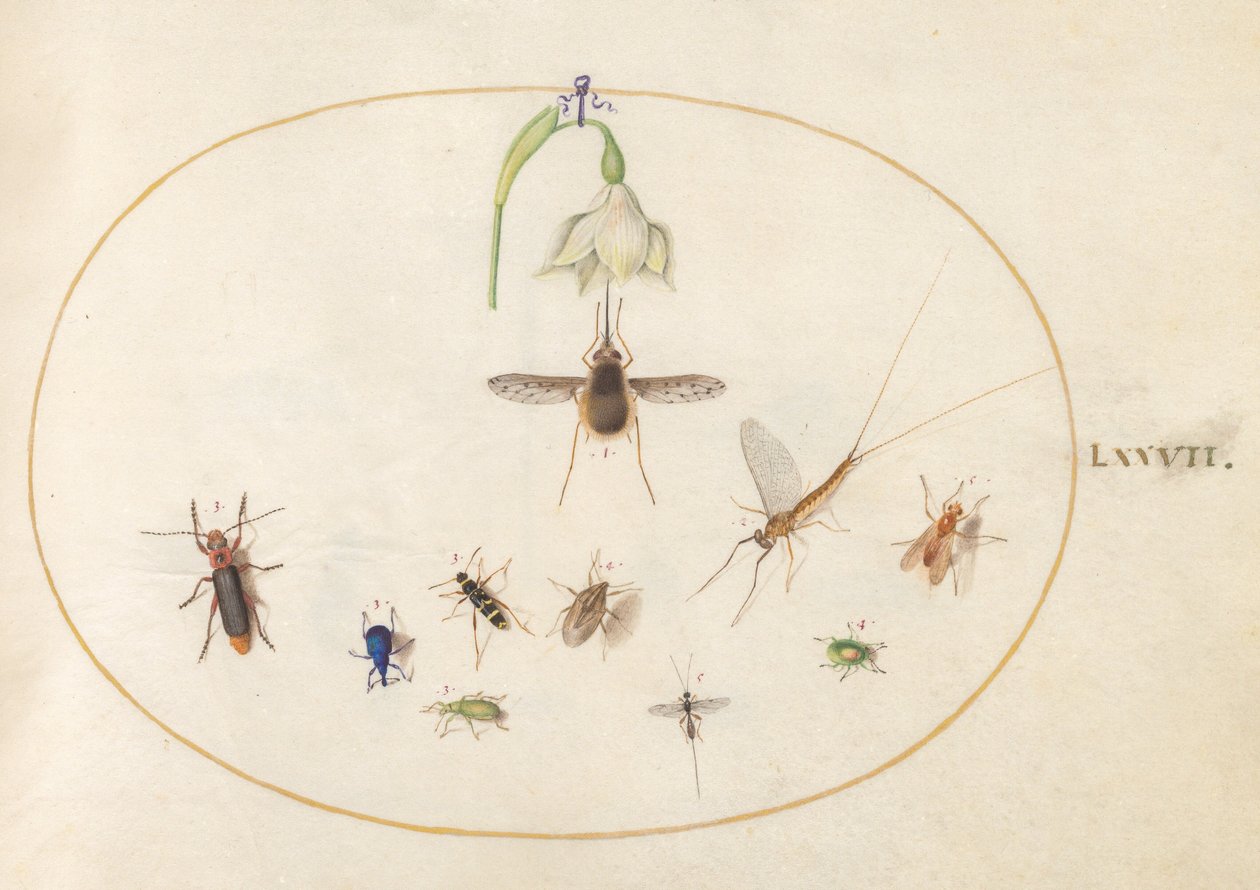 Plate 77: prikket humleflue med en hvit blomst, en døgnflue, en blå snutebille og andre insekter av Joris Hoefnagel