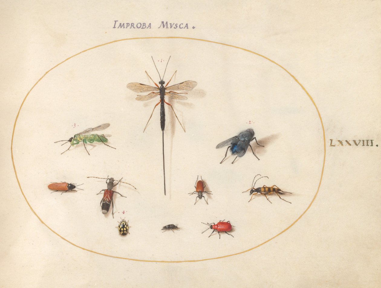 Plate 78: Ti insekter, inkludert en blå flue av Joris Hoefnagel
