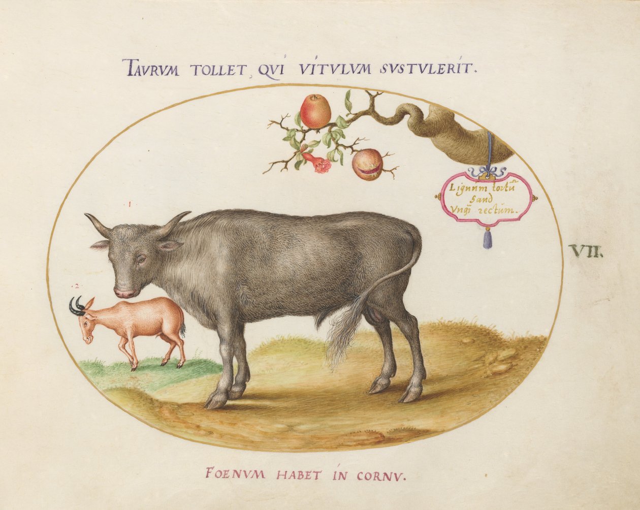 Plate 7: En okse og et horndyr av Joris Hoefnagel