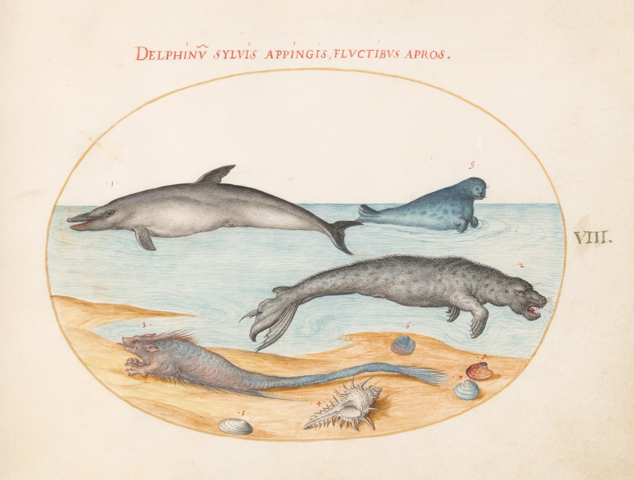 Plate 8: En delfin, to seler, en brethmechin og skjell av Joris Hoefnagel