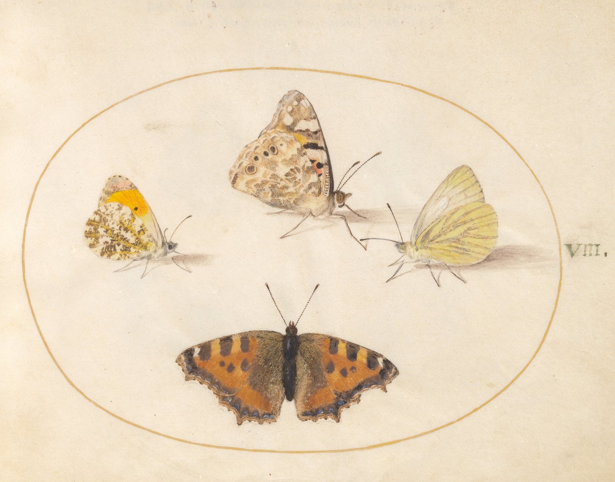 Plate 8: aurorasommerfugl, tistelsommerfugl, sørlig kålsommerfugl og neslesommerfugl av Joris Hoefnagel