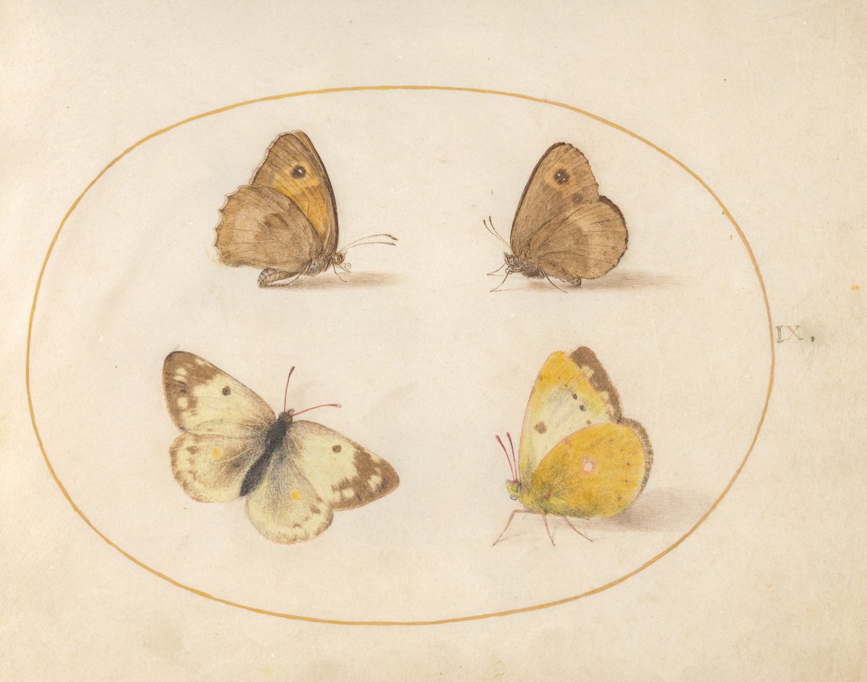 Plate 9: Engbrune, portvakt, skygule og badehvite sommerfugler av Joris Hoefnagel