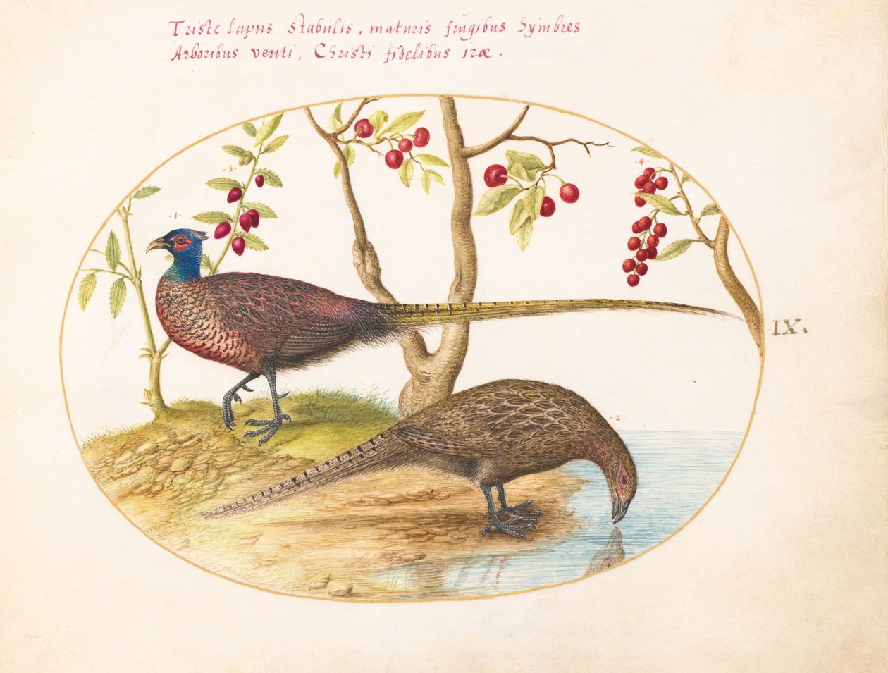 Plate 9: To fasaner med fruktbærende planter av Joris Hoefnagel