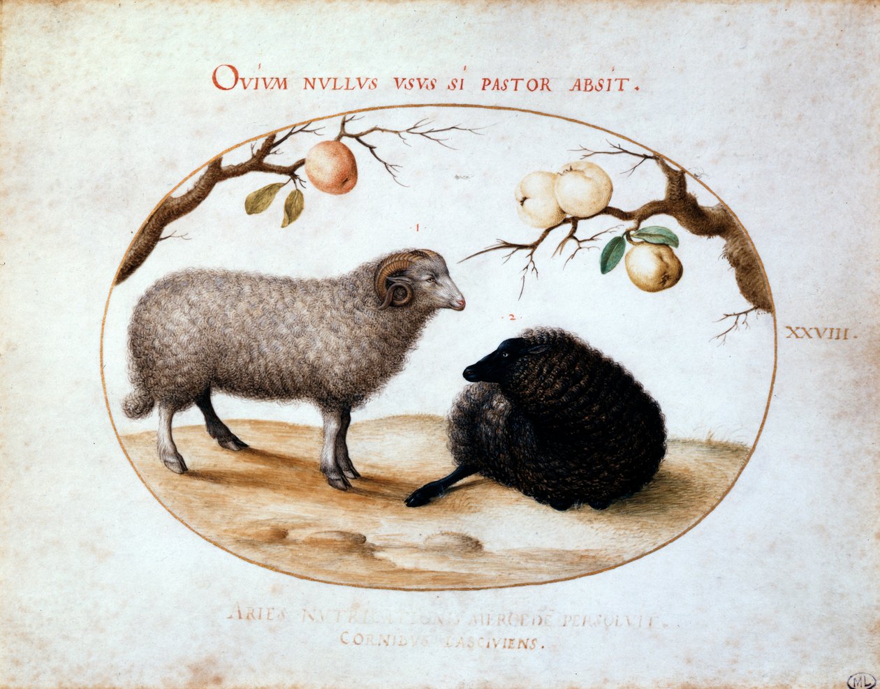 Ram, svart sau og to eplegrener, 1500-tallet. av Joris Hoefnagel