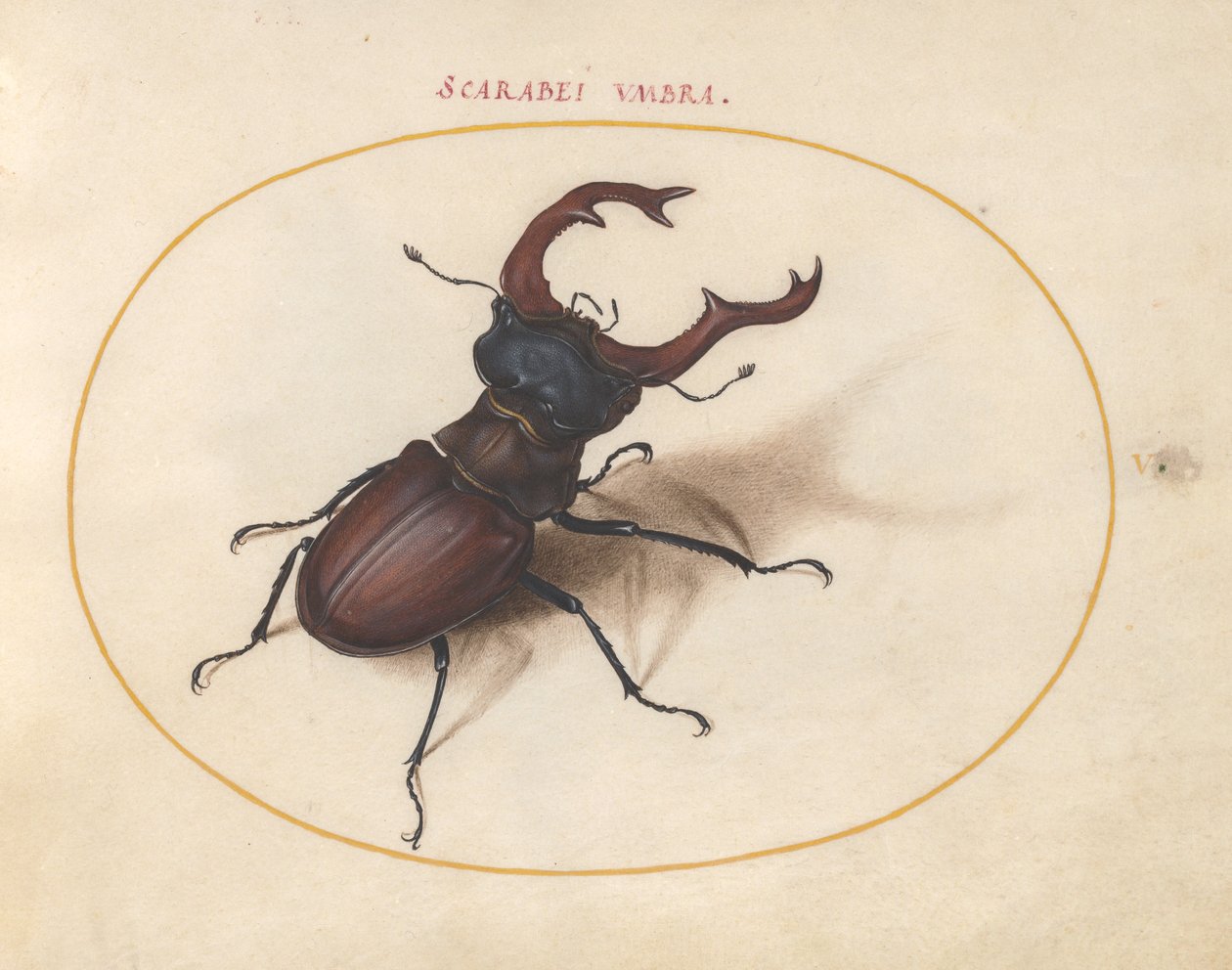 Scarab bille, ca. 1575-80 av Joris Hoefnagel
