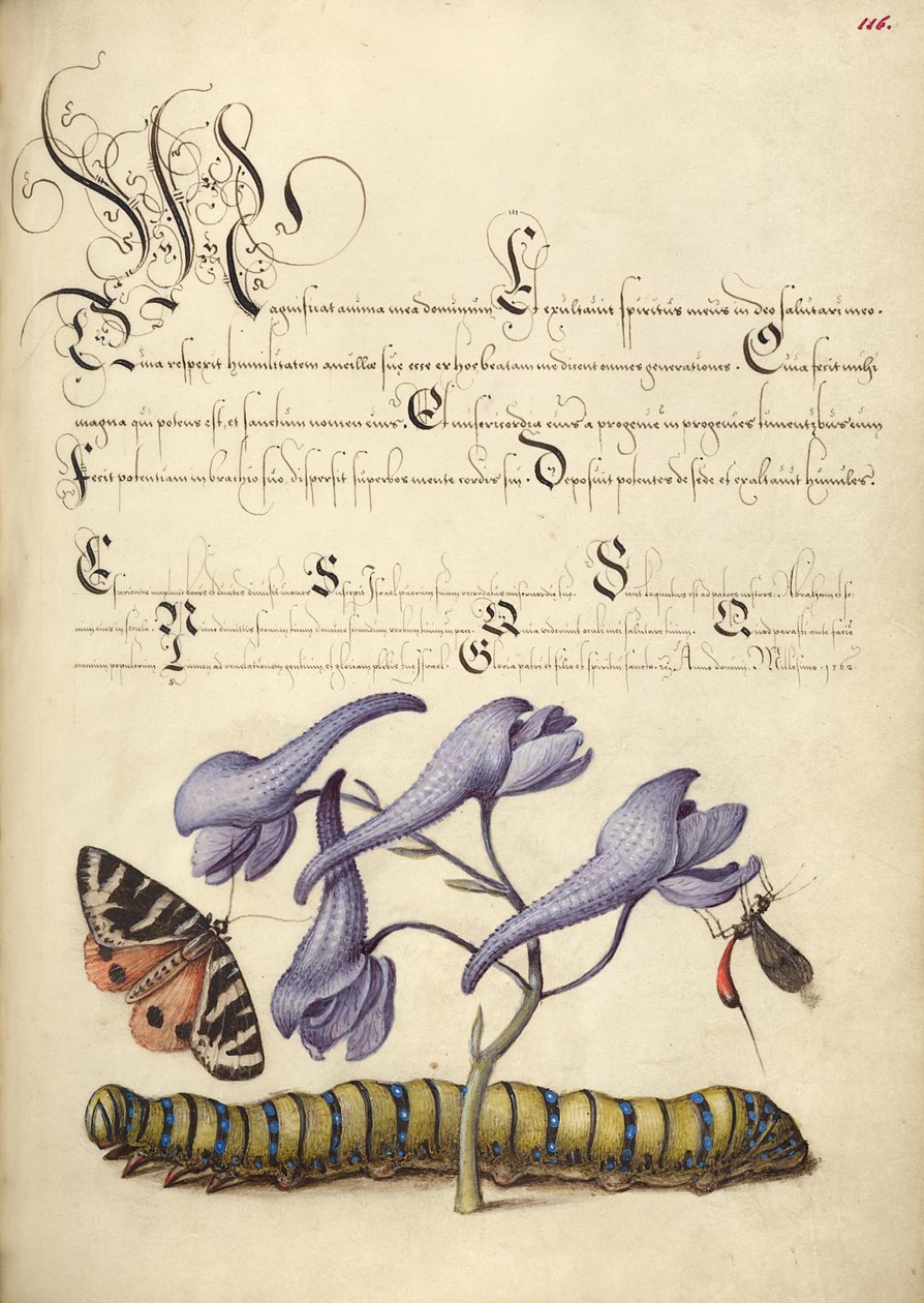  av Joris Hoefnagel