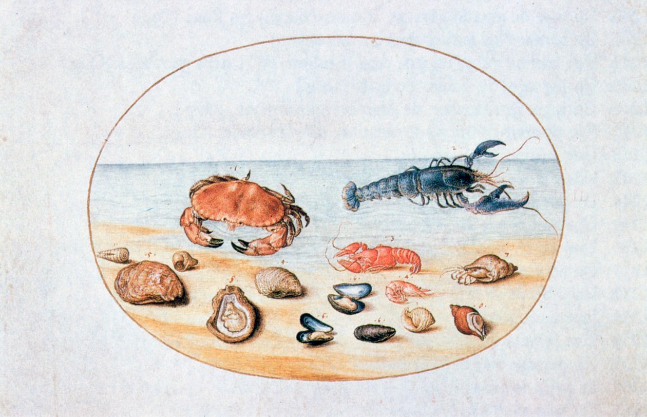 Skjell og skalldyr, 1500-tallet av Joris Hoefnagel