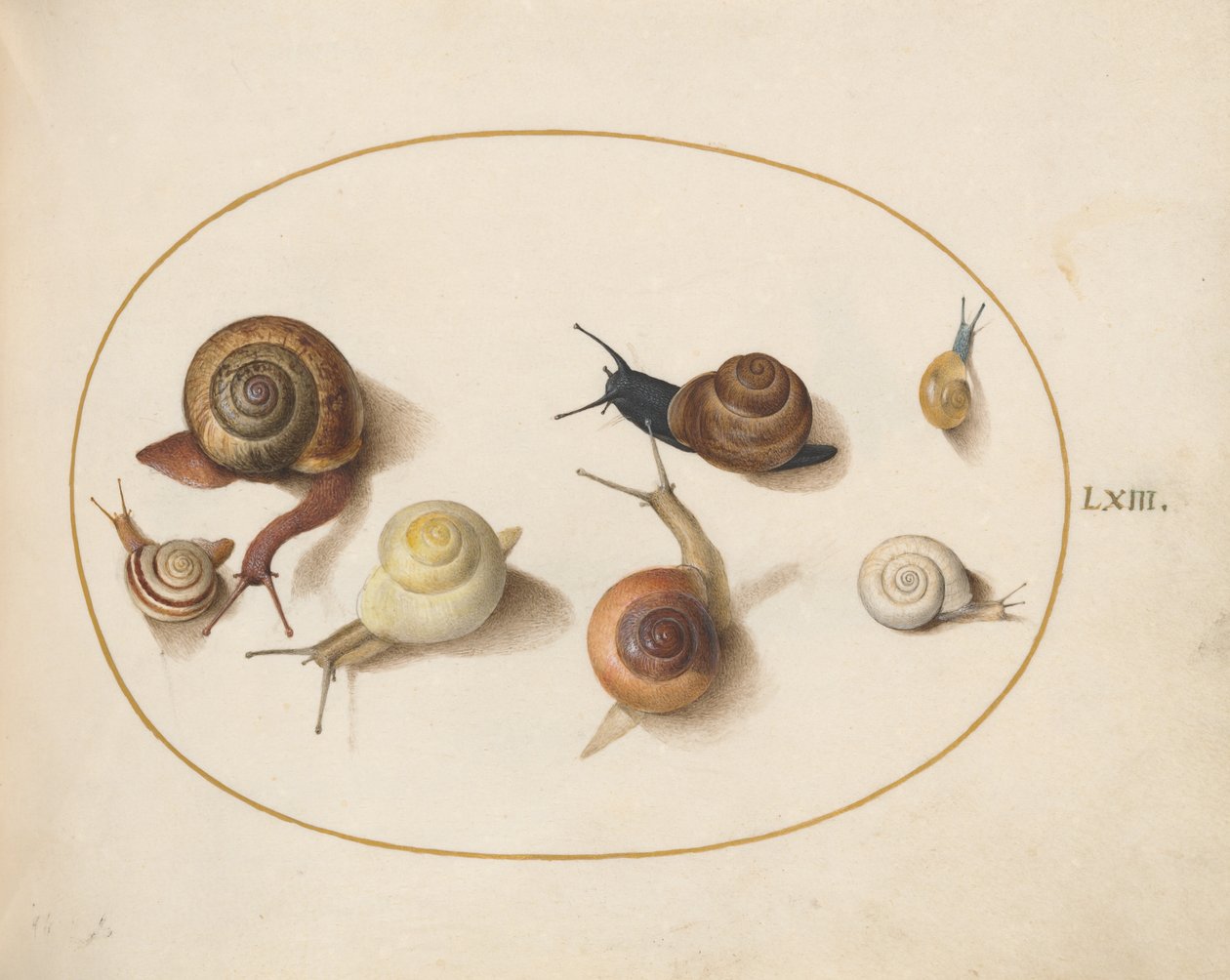 Snegl, ca. 1575-80 av Joris Hoefnagel