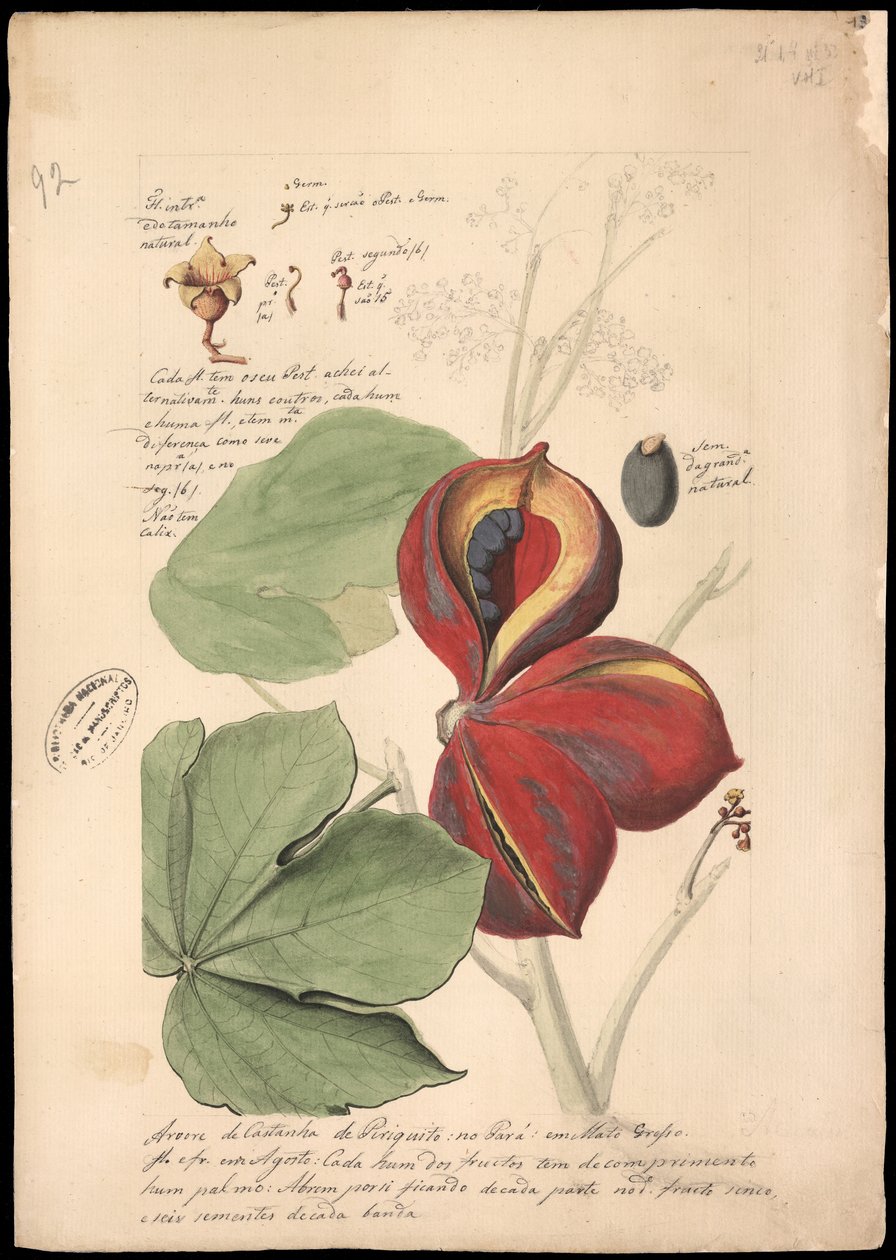Theobroma bicolor, 1785. av José Joaquim Freire