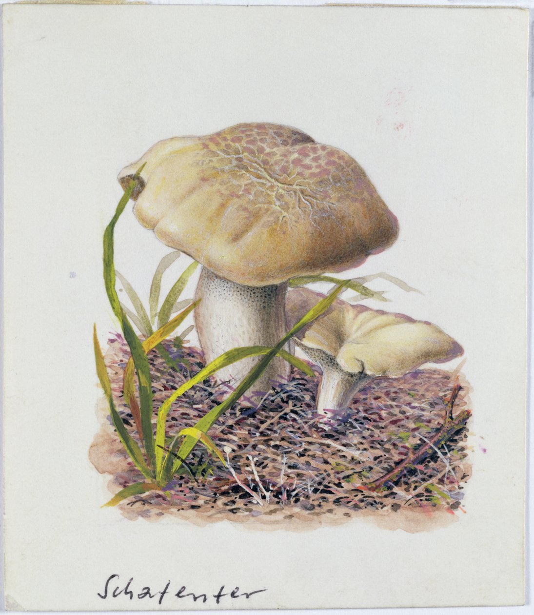 Studie av sopp av Josef Fleischmann