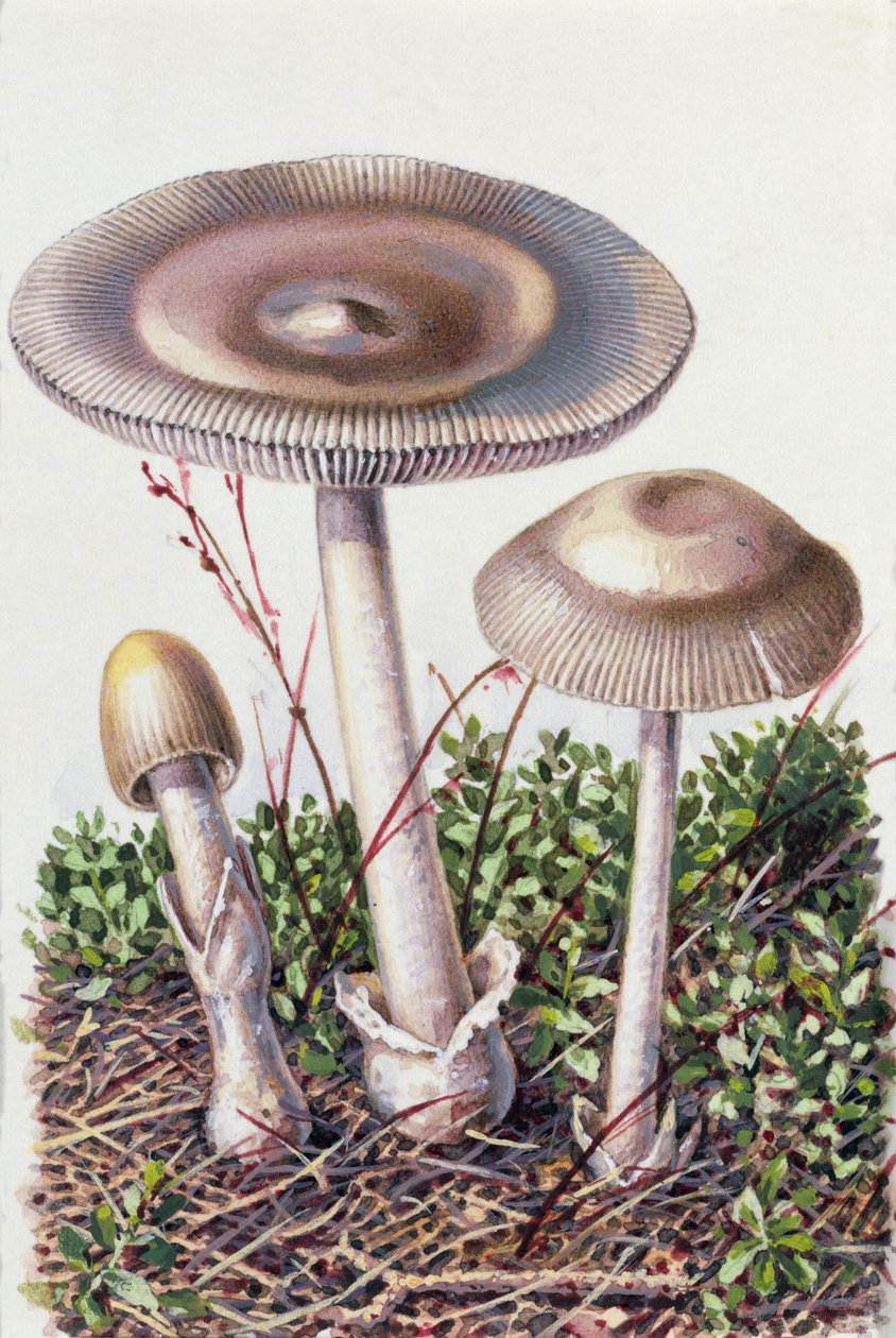 Studie av sopp av Josef Fleischmann