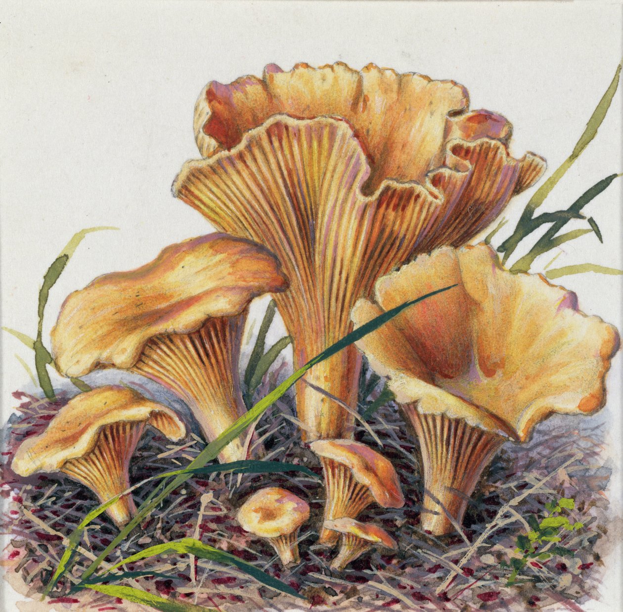 Studie av sopp av Josef Fleischmann