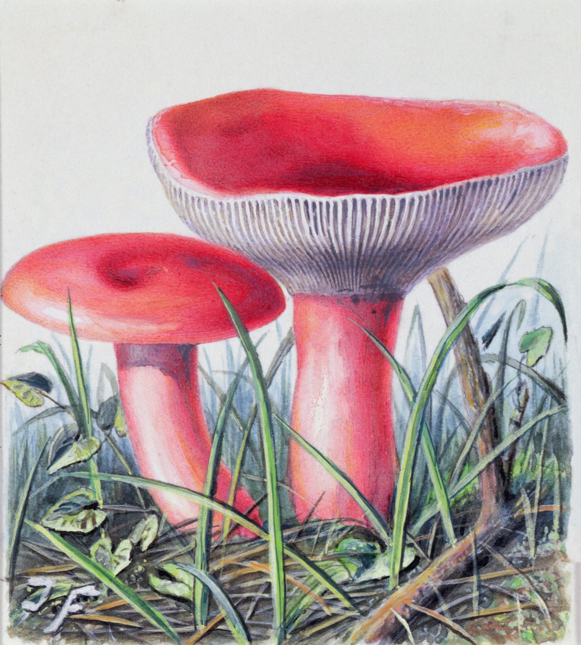 Studie av sopp av Josef Fleischmann