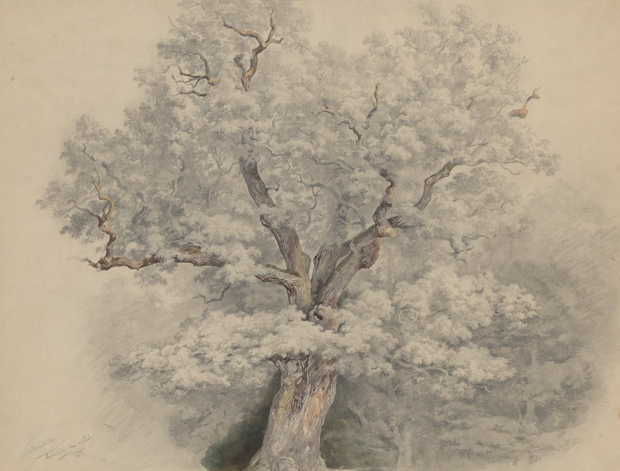 Treestudie fra Laxenburg av Josef Kriehuber