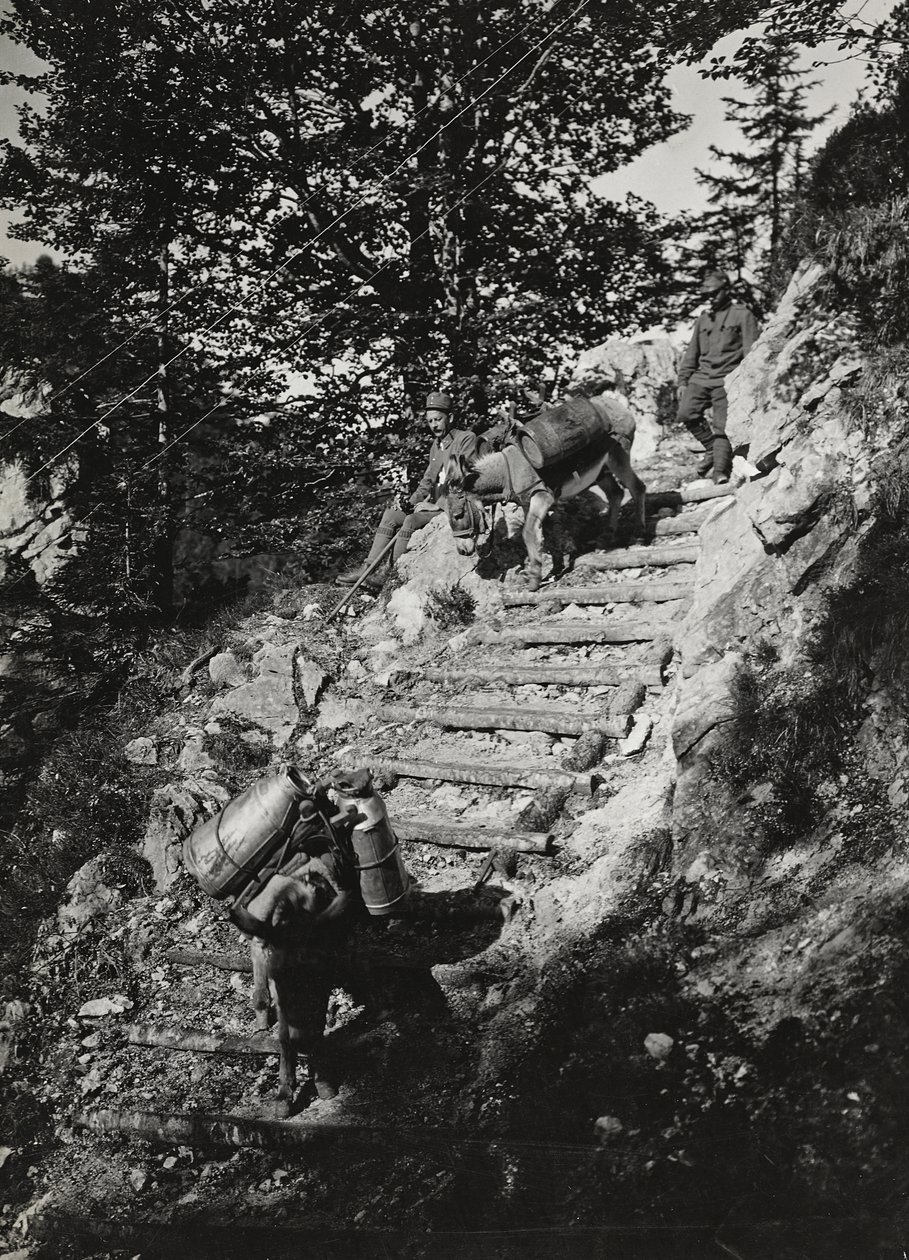 Album "Min verdenskrig - minner fra den sørvestlige fronten i Kärnten, Italia, Trentino-Alto Adige) 31/03/1915-12/11/ 1918 - Josef Zohles Wien ": Hærens muldyr langs en bratt de av Josef Zohles