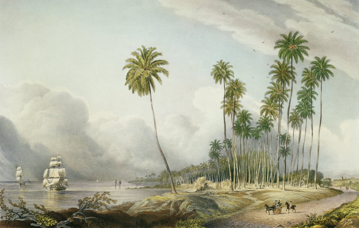 Cocoa Nut Walk on the Coast, Near Runaway Bay, plate 15 fra 