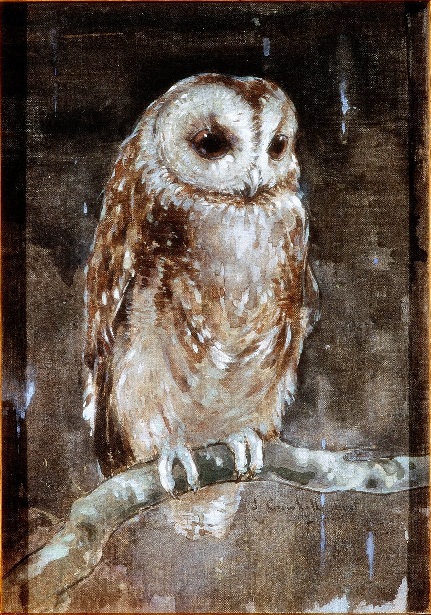Tawny Owl (kroppsfarge og akvarell på tekstil (brunt holland) av Joseph Crawhall