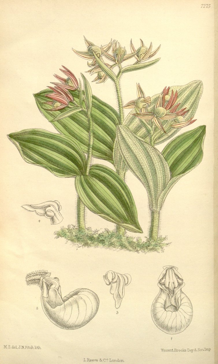 Cypripedium fasciculatum av Joseph Dalton Hooker