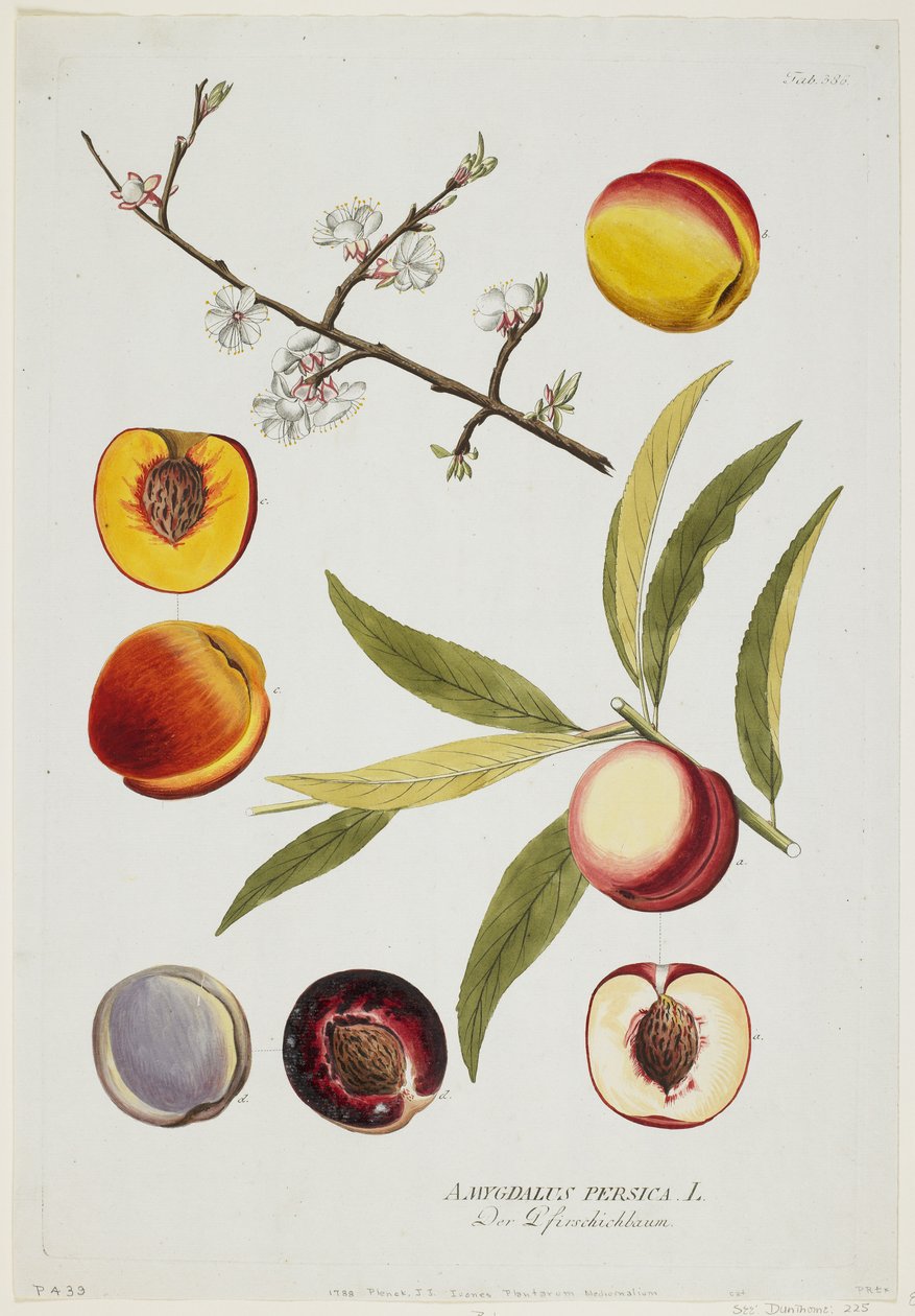 Amygdalus persica, fra Icones Plantarum Medicinalium, 1788 (håndfarget gravering og gouache) av Joseph Jacob Plenck