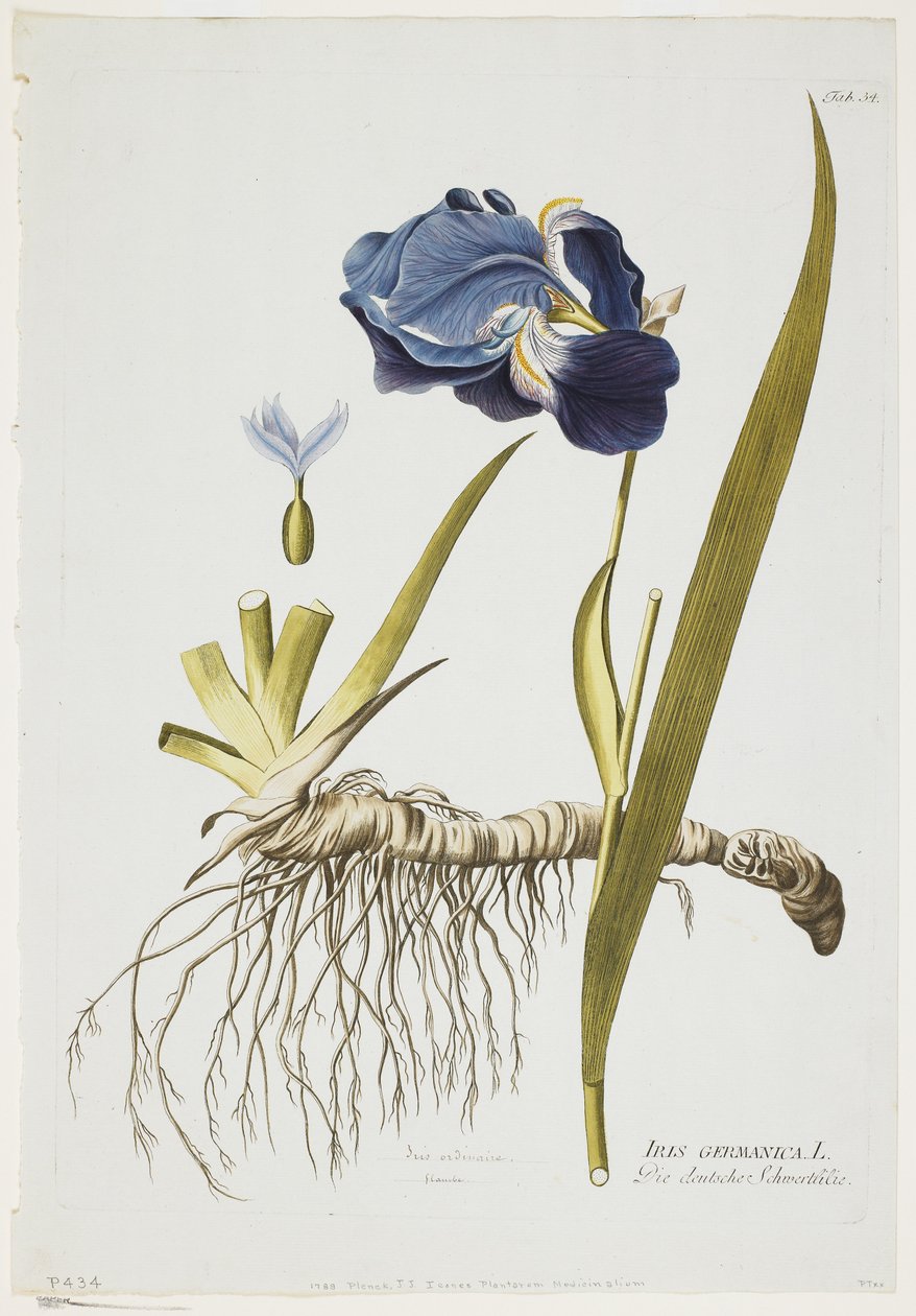 Iris German, fra Icones of Medicinal Plants, 1788-1812 (håndfarget gravering) av Joseph Jacob Plenck