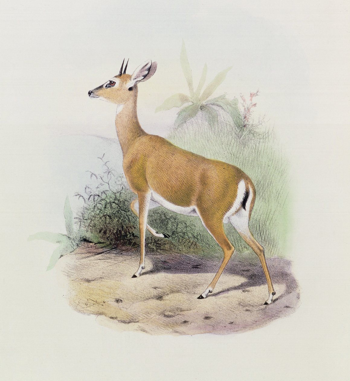 Antilope, fra "Antelopes bok", av Joseph Smit