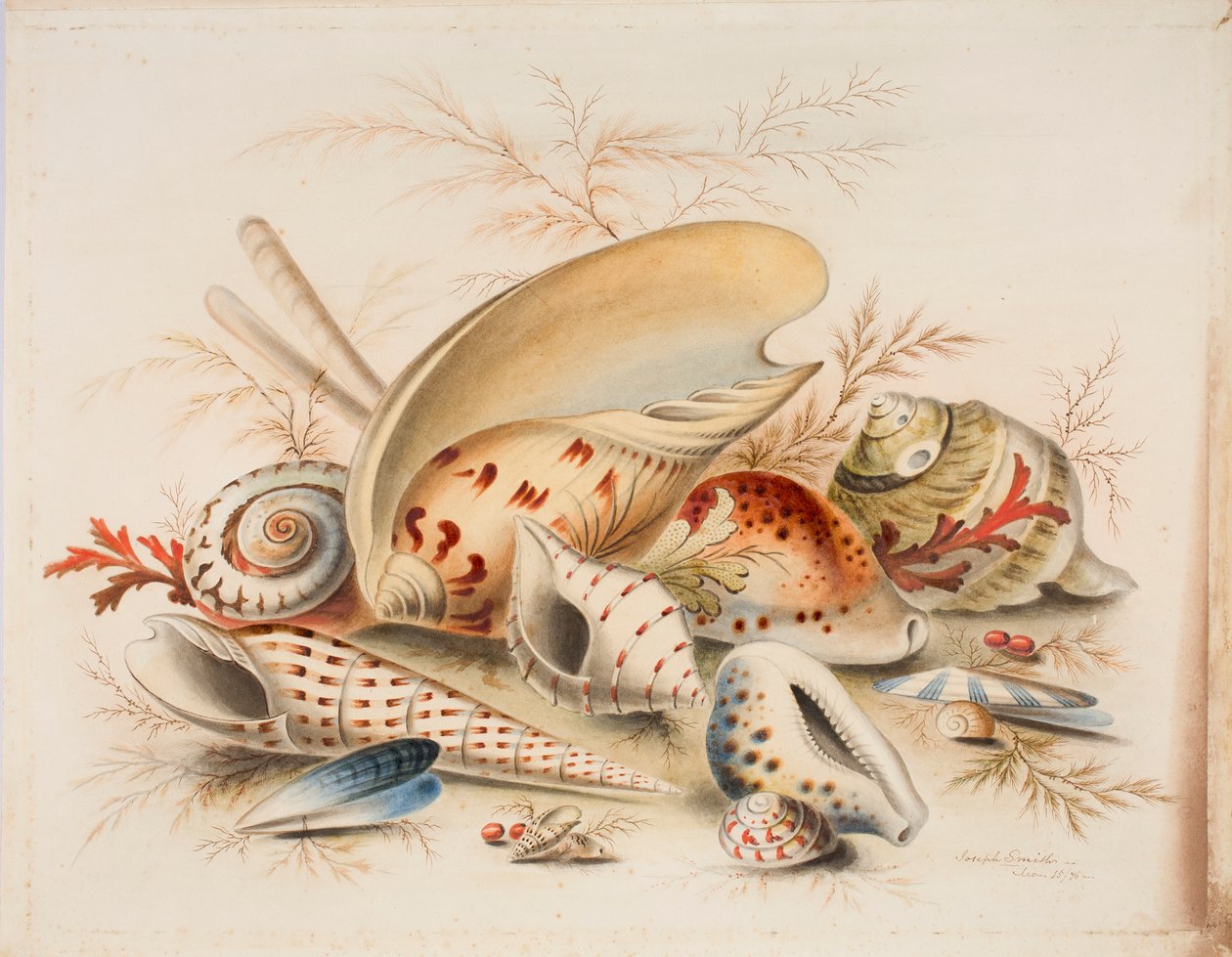 Study of Sea Shells, 1876 (wc på papir) av Joseph Smith