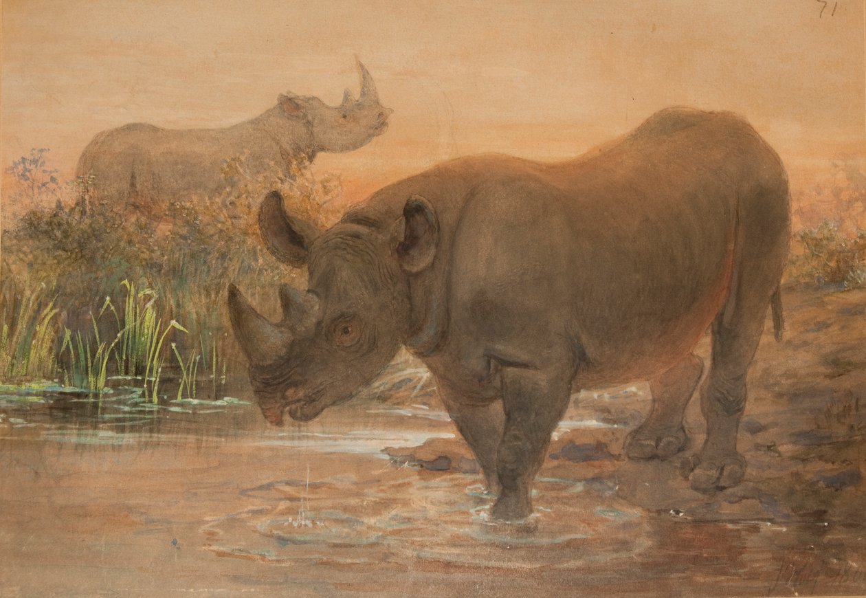 Afrikansk neshorn av Joseph Wolf