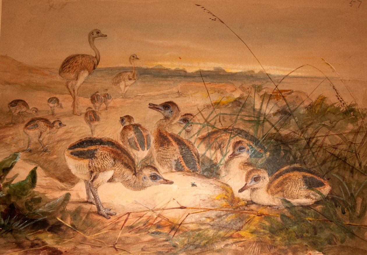 American Rheas (Rhea americana), ca. 1851-76 av Joseph Wolf