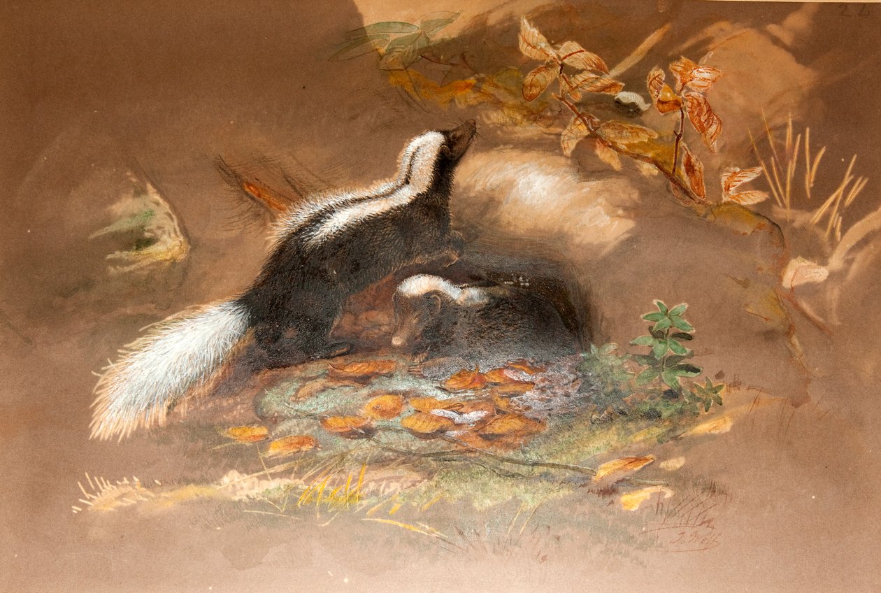 Amerikansk Skunk av Joseph Wolf