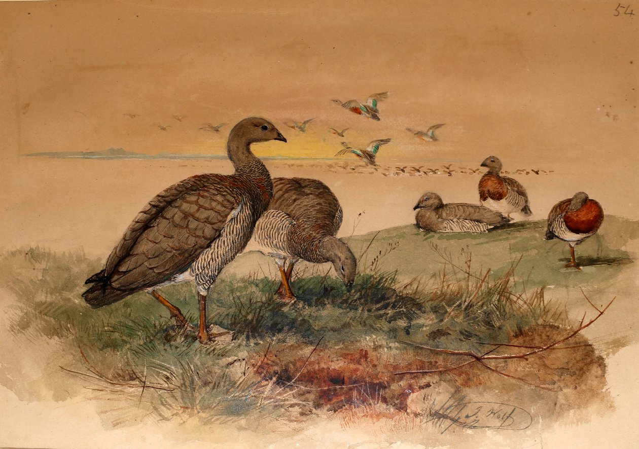 Askehodegås (Chloephaga poliocephala), 1852-54 av Joseph Wolf