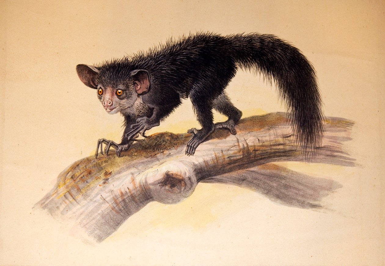 Aye-aye, 1861 av Joseph Wolf