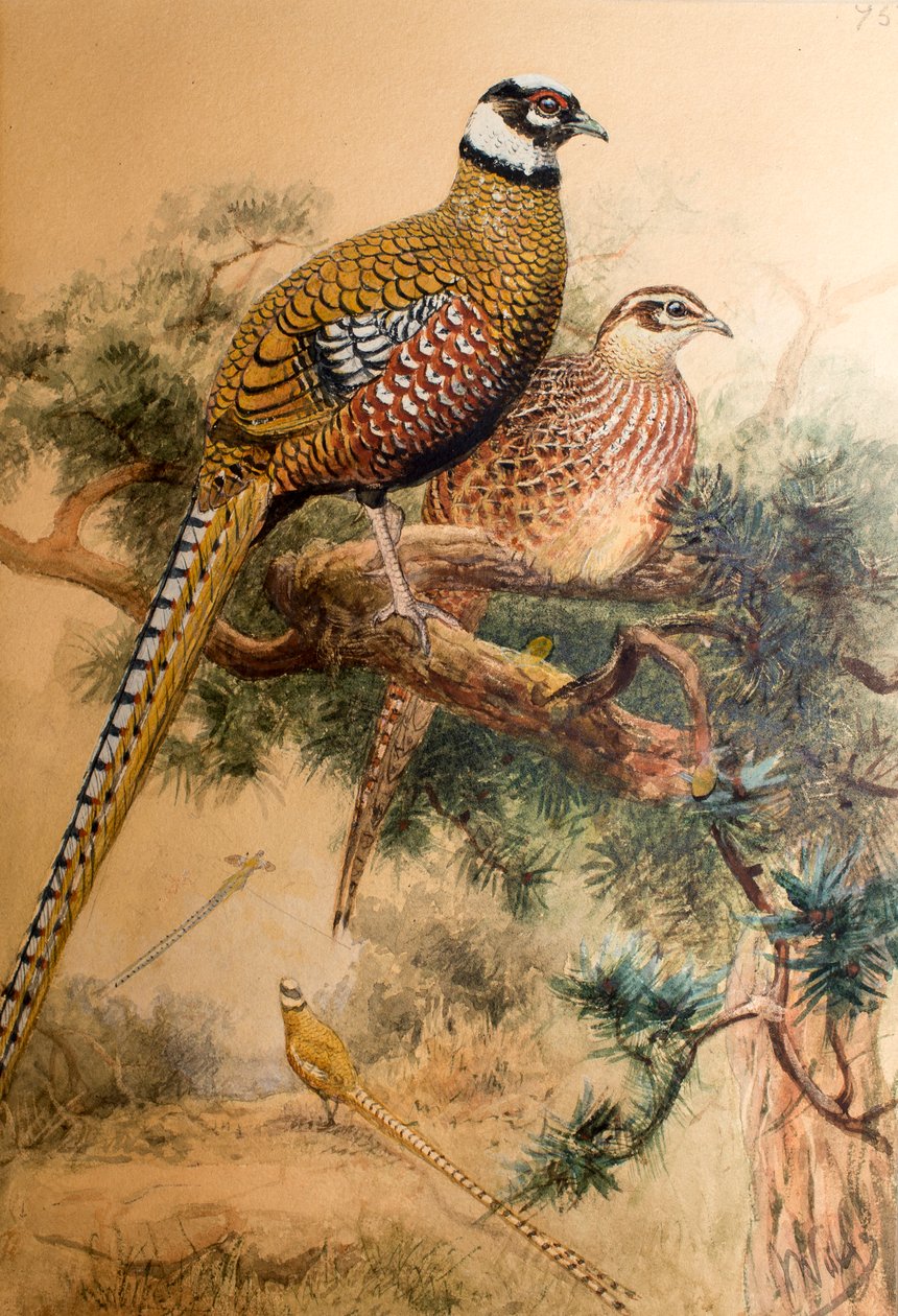 Bar-tailed fasan (Phasianus reevesi), 1852-54 av Joseph Wolf