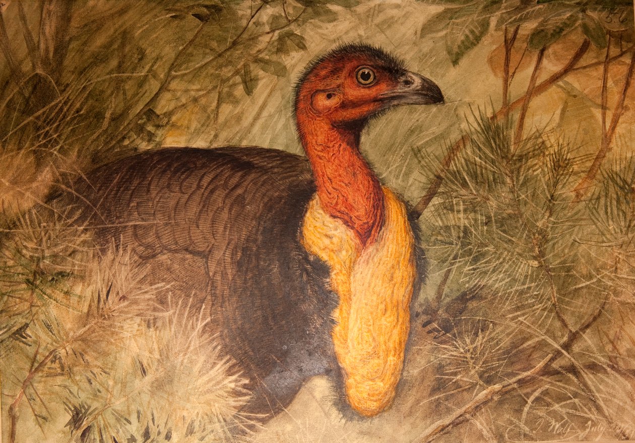 Pensel kalkun (Talegalla lathami), ca. 1851-76 (wc og blyant på papir) av Joseph Wolf