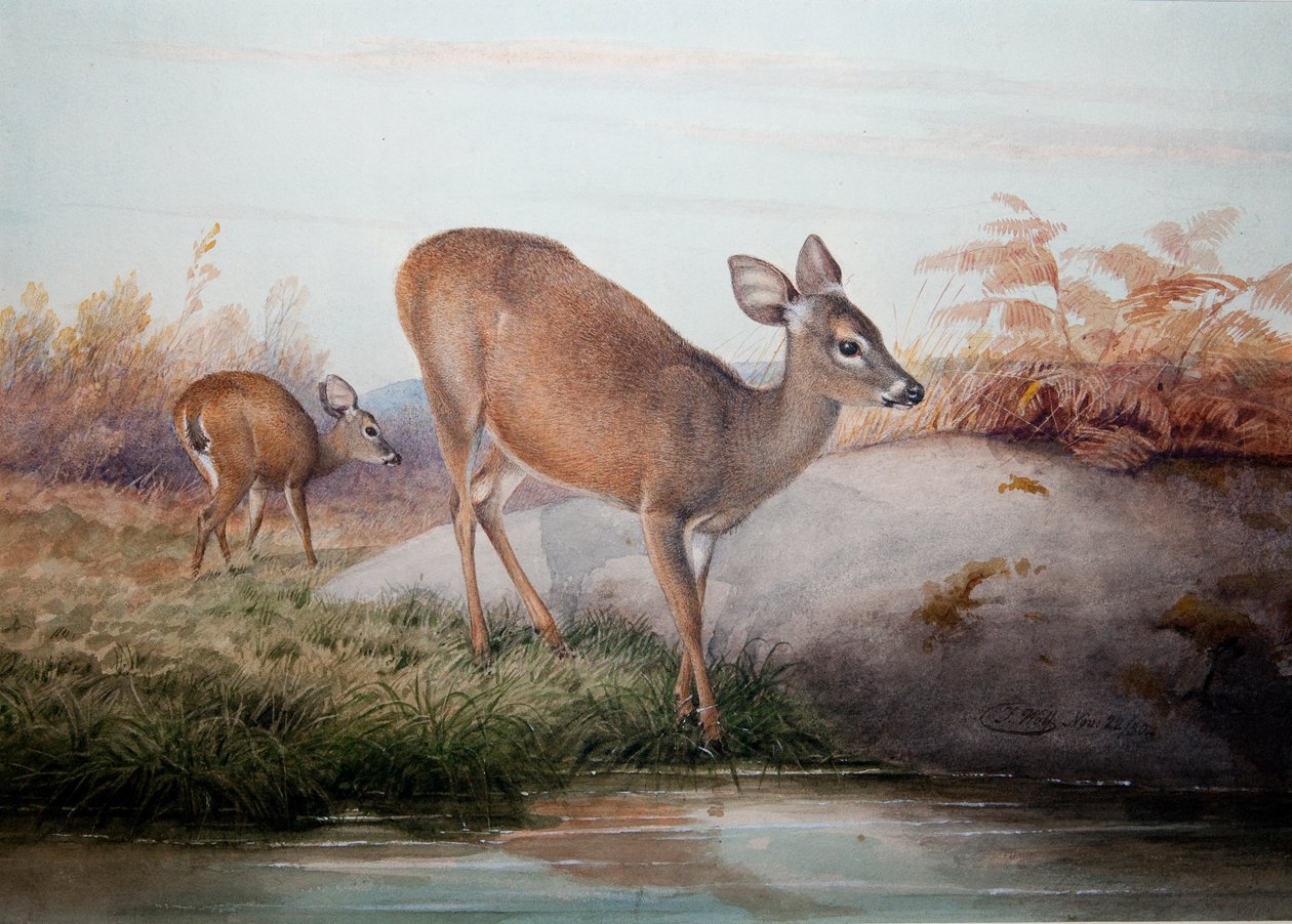California Deer, ca. 1850 av Joseph Wolf