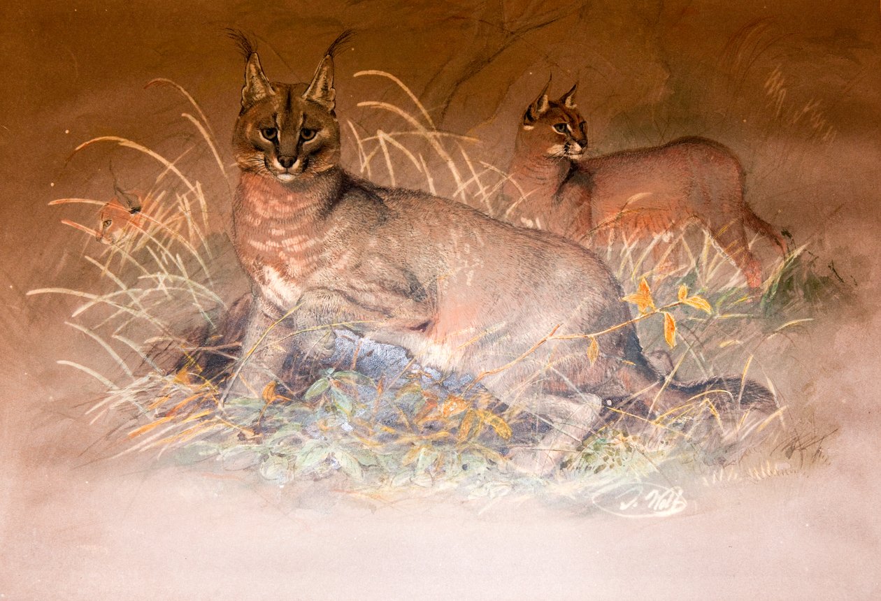 Caracal, 1851-69 av Joseph Wolf
