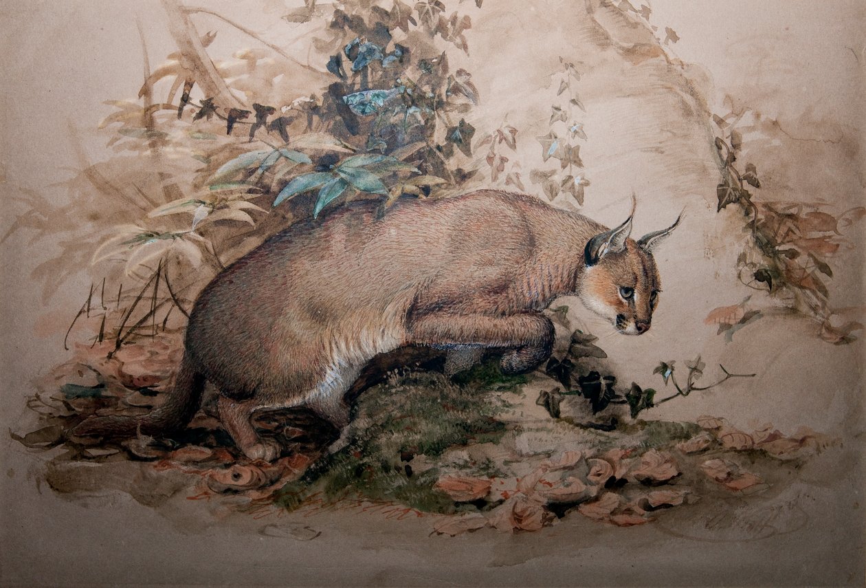 Caracal, 1851-69 av Joseph Wolf