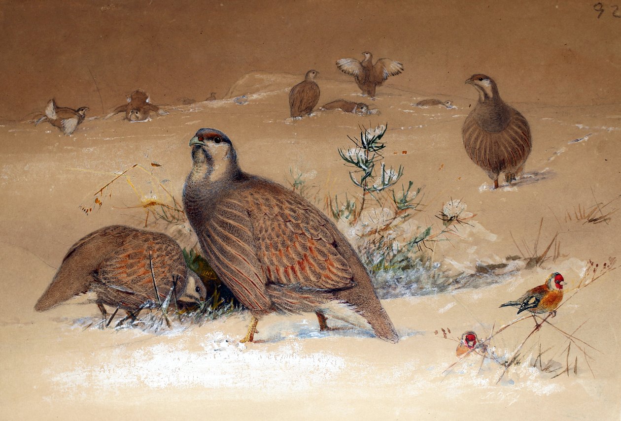 Kaspisk snørapphøne (Tetraogallus caspius), 1852-54 av Joseph Wolf
